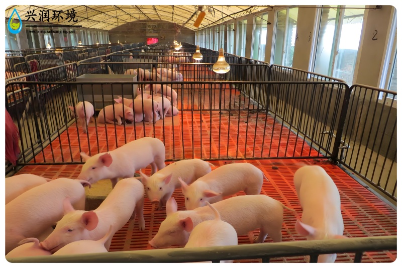 養(yǎng)豬場(chǎng)廢水處理